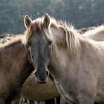 das Glück der Erde