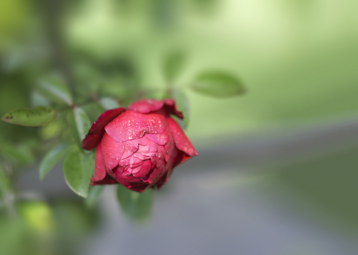 Das Glück der kleinen Rose...