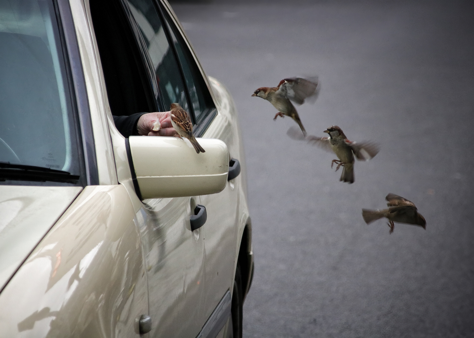 Das Glück fliegt auf der Straße