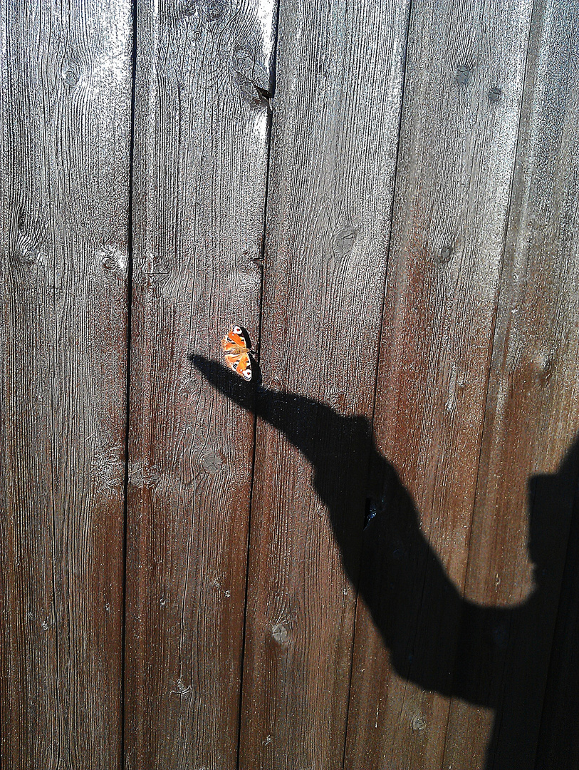 Das Glück ist ein Schmetterling