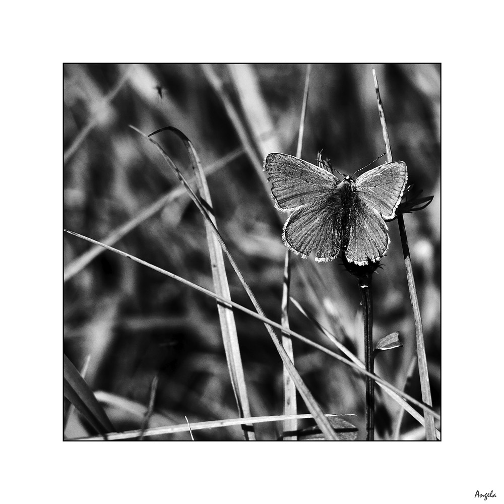 Das Glück ist ein Schmetterling ...