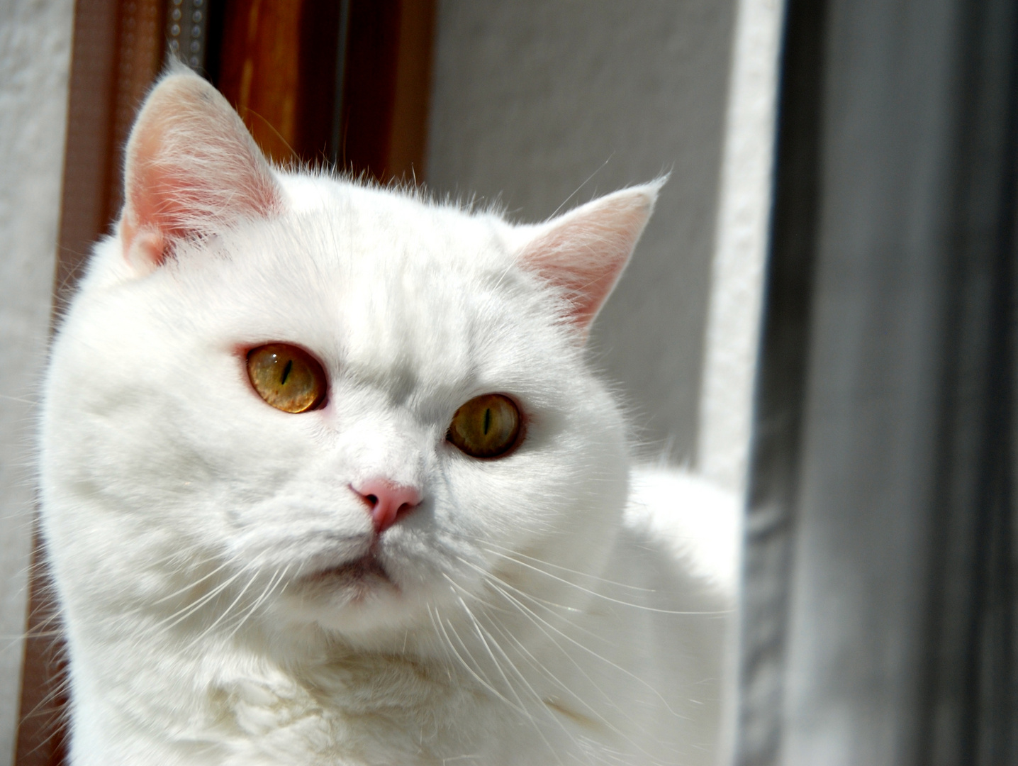 "Das GLÜCK ist eine KATZE!"