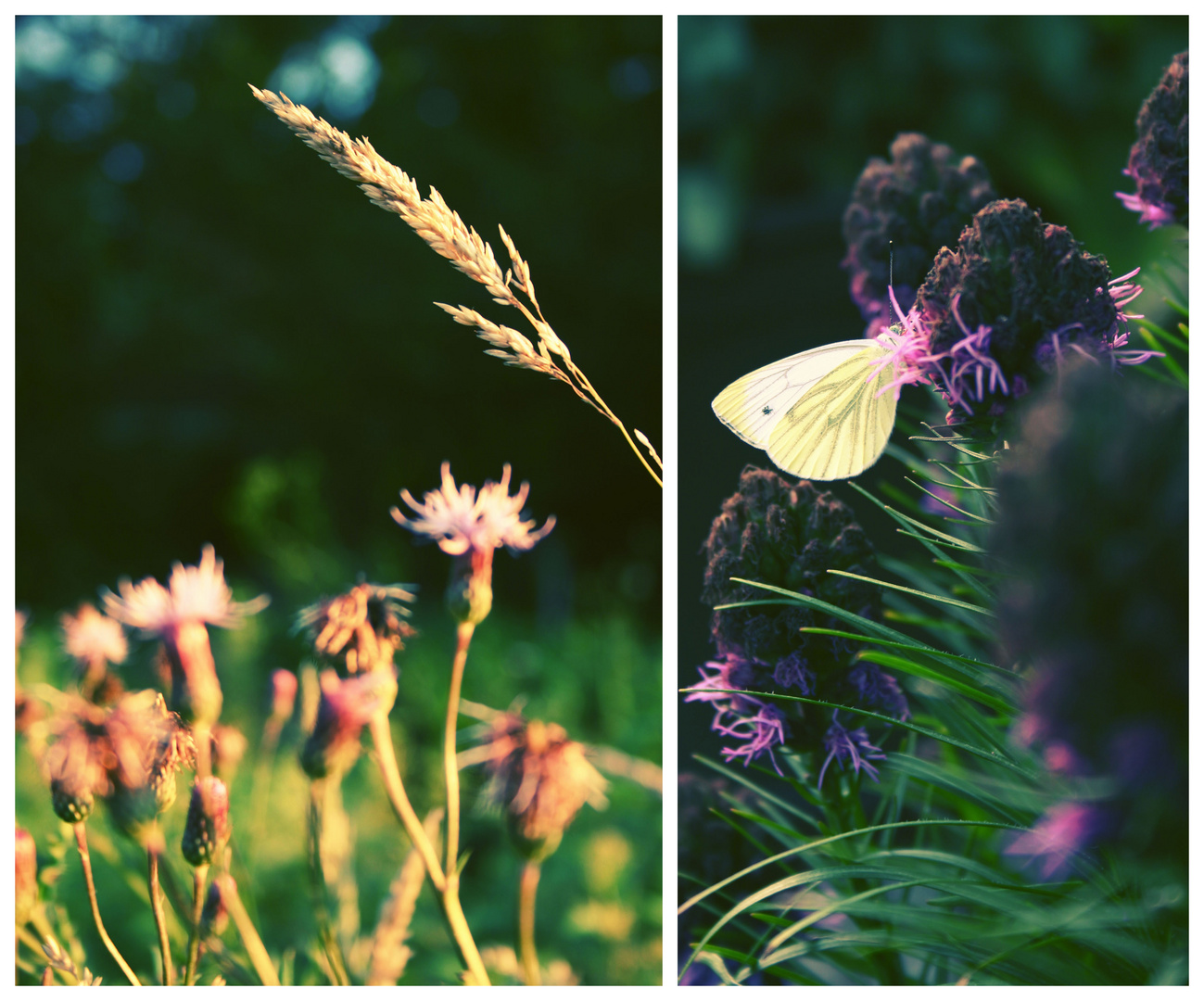 Das Glück ist wie ein Schmetterling.