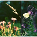 Das Glück ist wie ein Schmetterling.