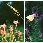 Das Glück ist wie ein Schmetterling.