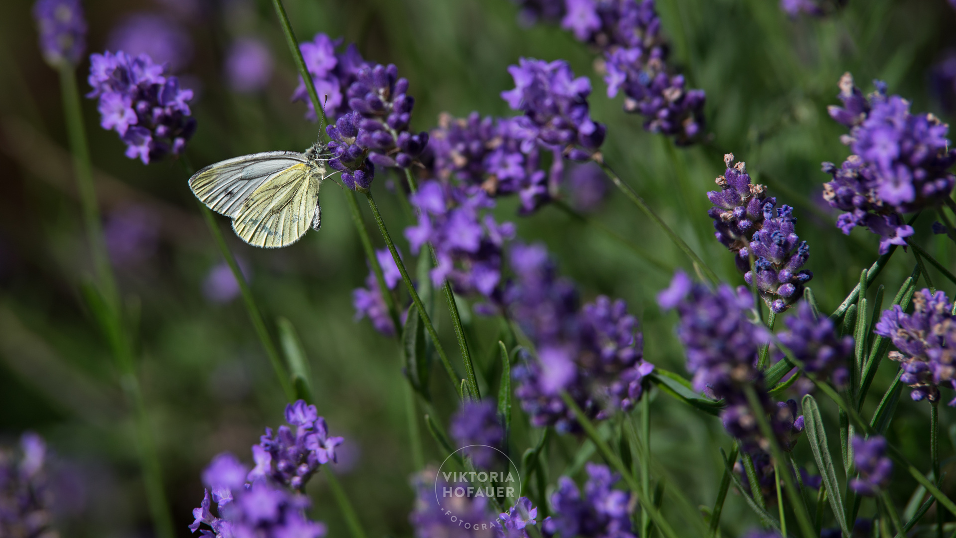 Das Glück ist wie ein Schmetterling.....