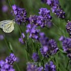 Das Glück ist wie ein Schmetterling.....