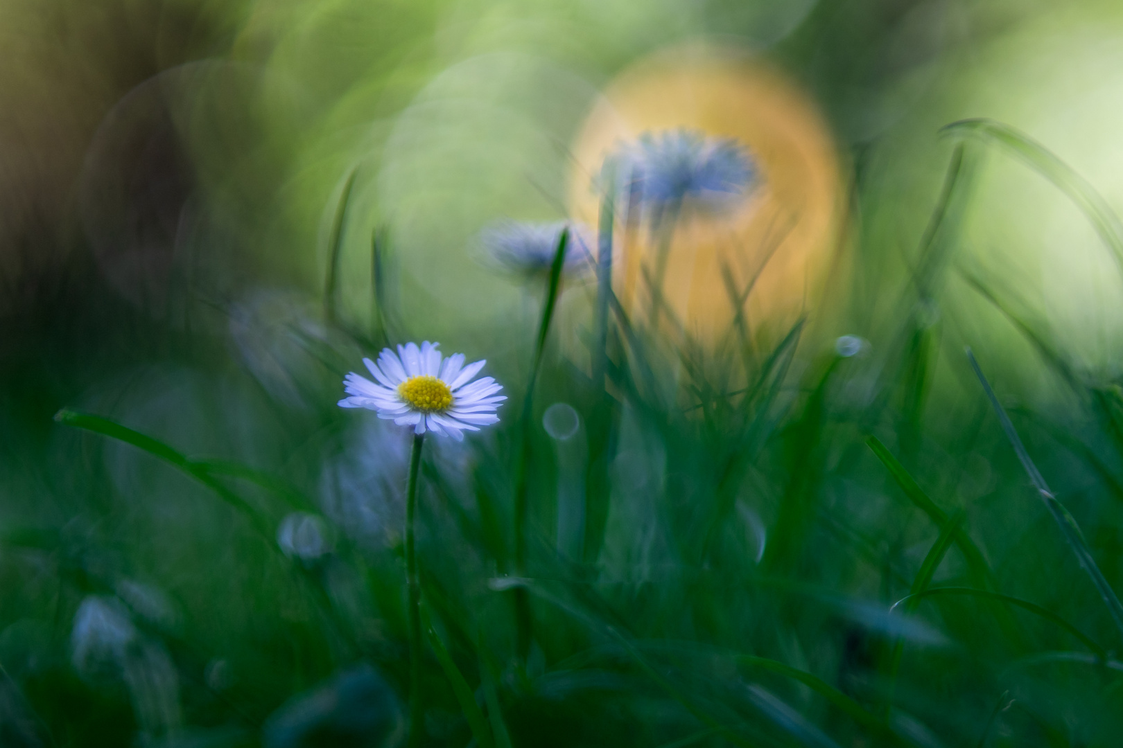 Das glückliche Gänseblümchen