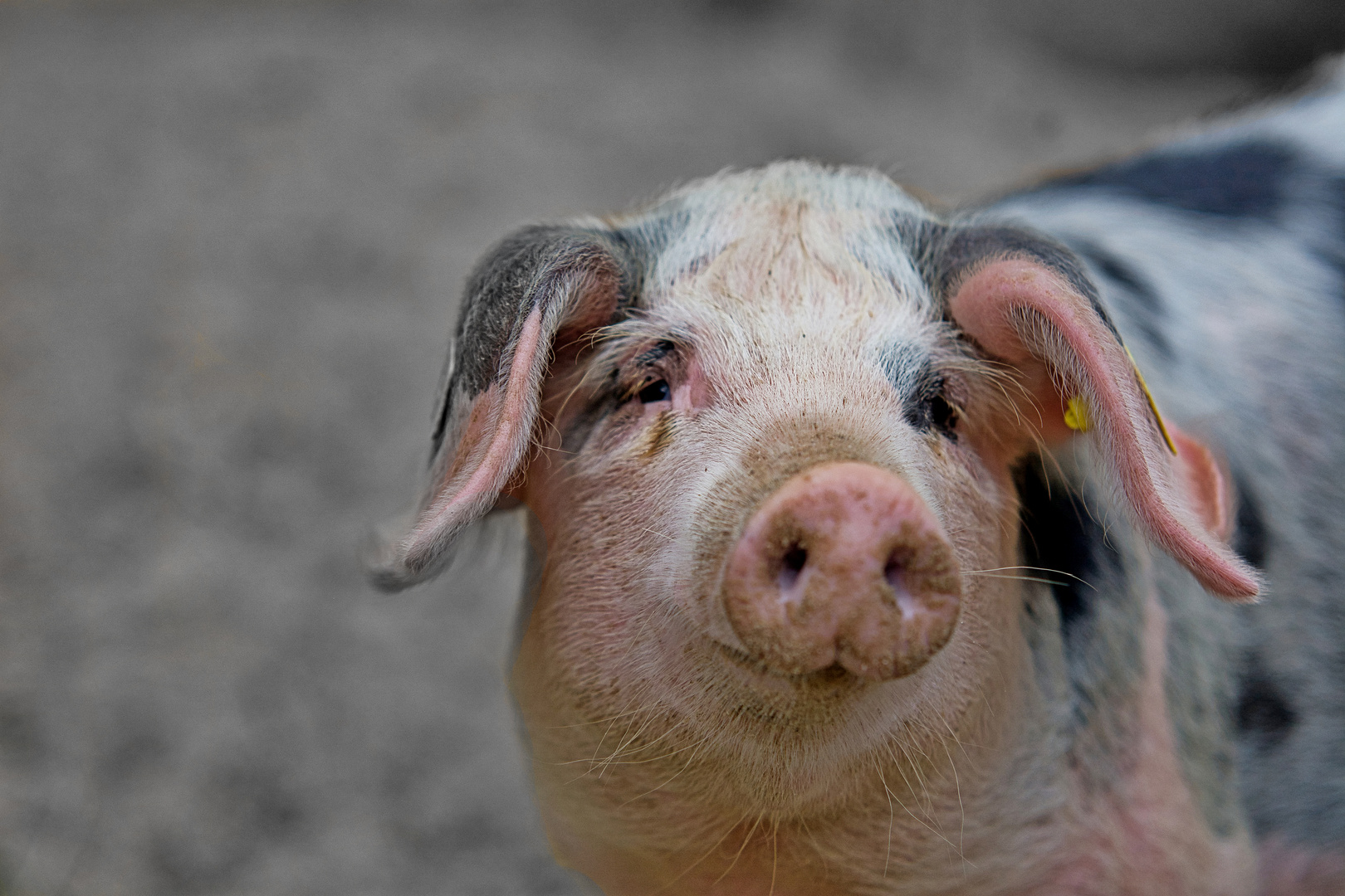 Das glückliche Schwein