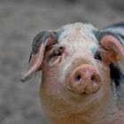 Das glückliche Schwein