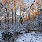 das glüen der Bäume