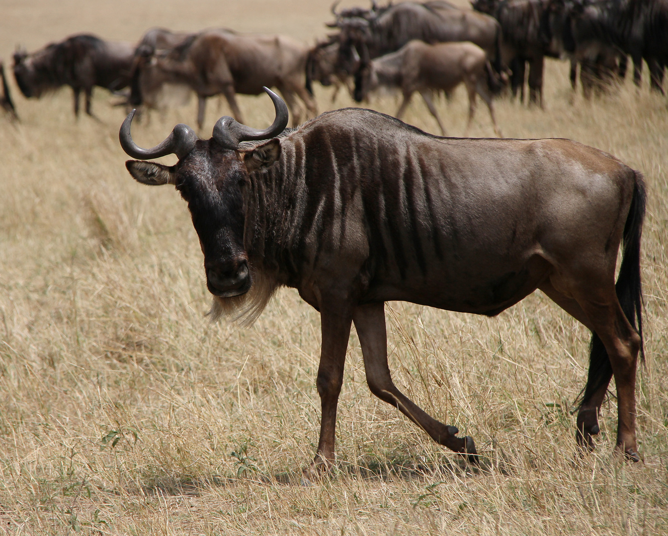 das Gnu auf dem Weg zum Crossing