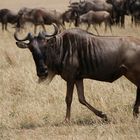 das Gnu auf dem Weg zum Crossing