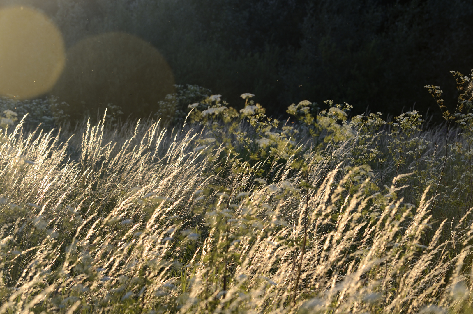 Das Gold der Abendsonne