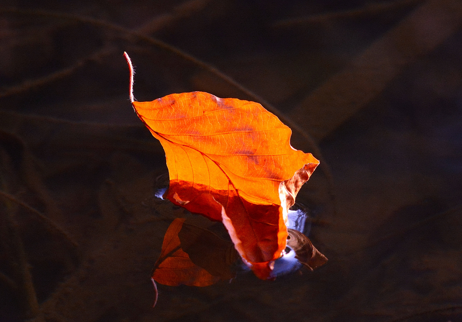 Das Gold des Herbstes