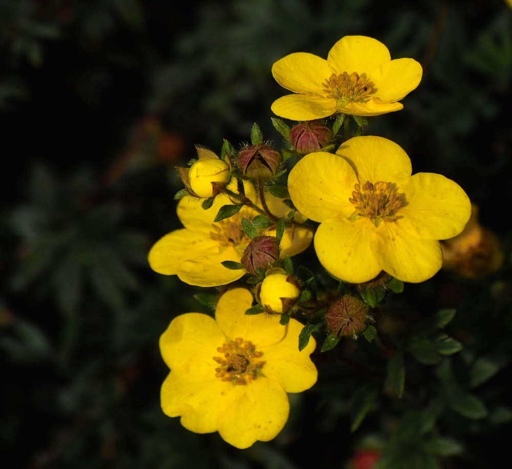 Das Gold-Fingerkraut (Potentilla aurea) ist eine Pflanzenart der Gattung Fingerkräuter