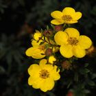 Das Gold-Fingerkraut (Potentilla aurea) ist eine Pflanzenart der Gattung Fingerkräuter