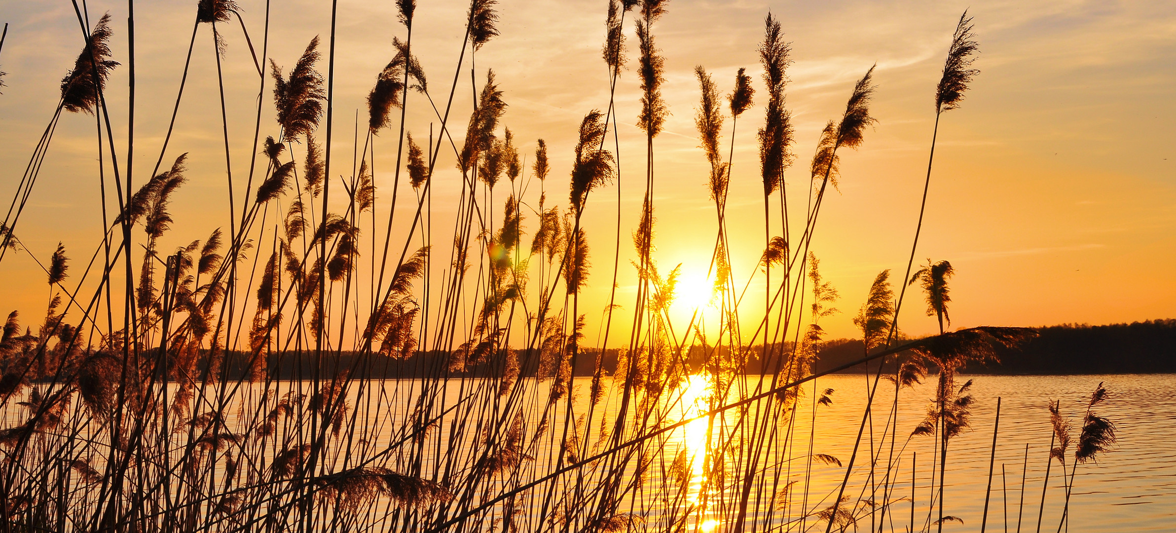 Das Gold vom Rangsdorfer See.....