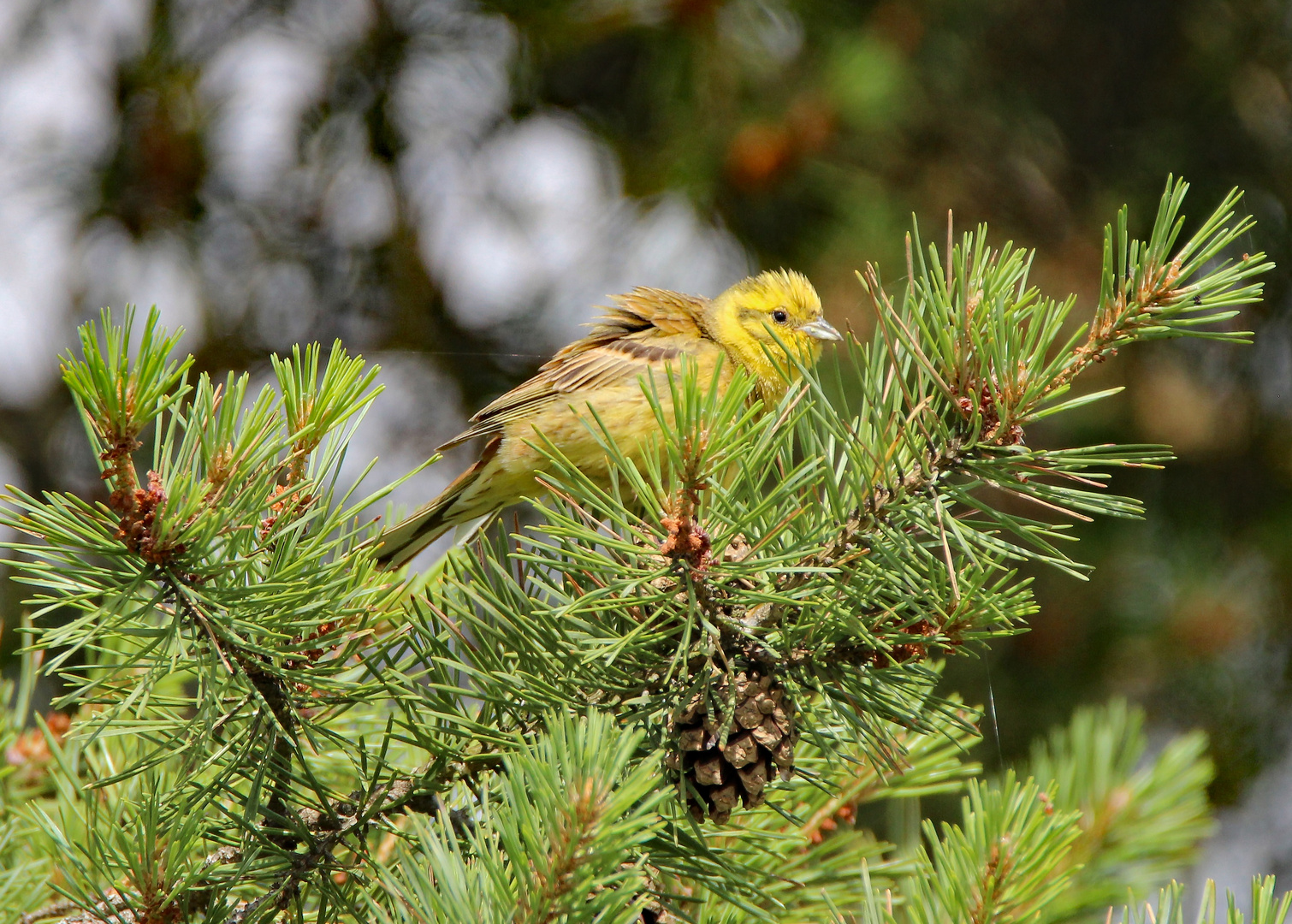 Das Goldammer Männchen mit goldenem Brutkleid.