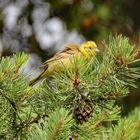 Das Goldammer Männchen mit goldenem Brutkleid.