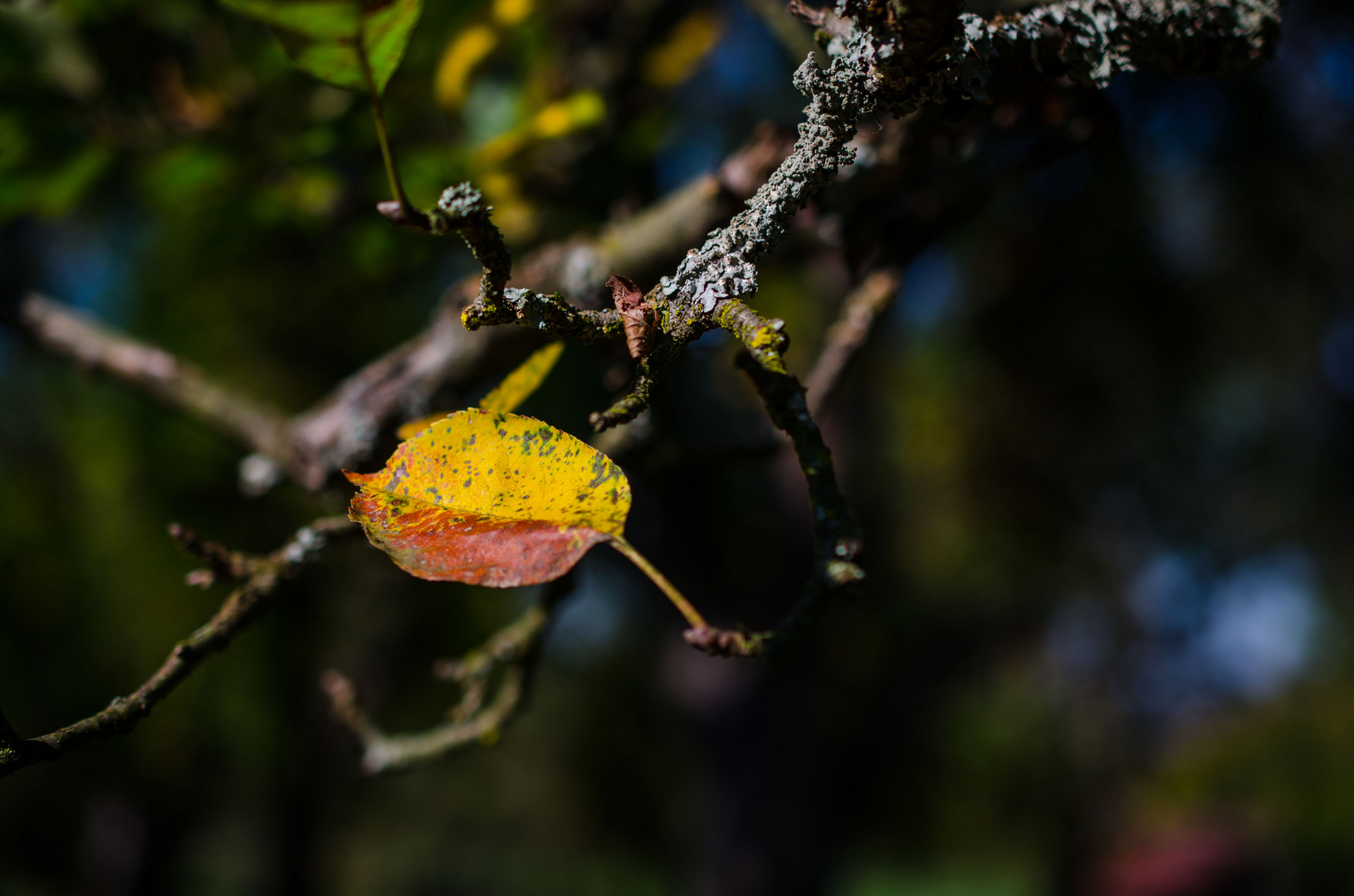 das goldene Blatt