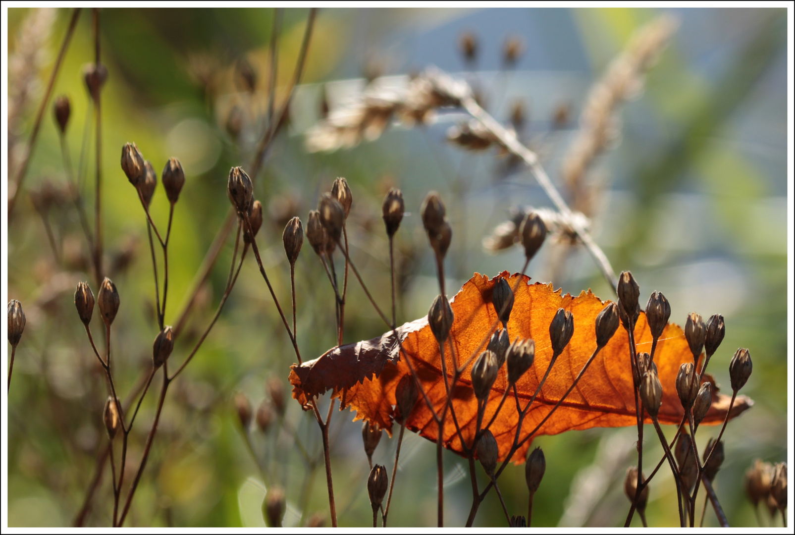 Das Goldene Blatt