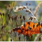 Das Goldene Blatt