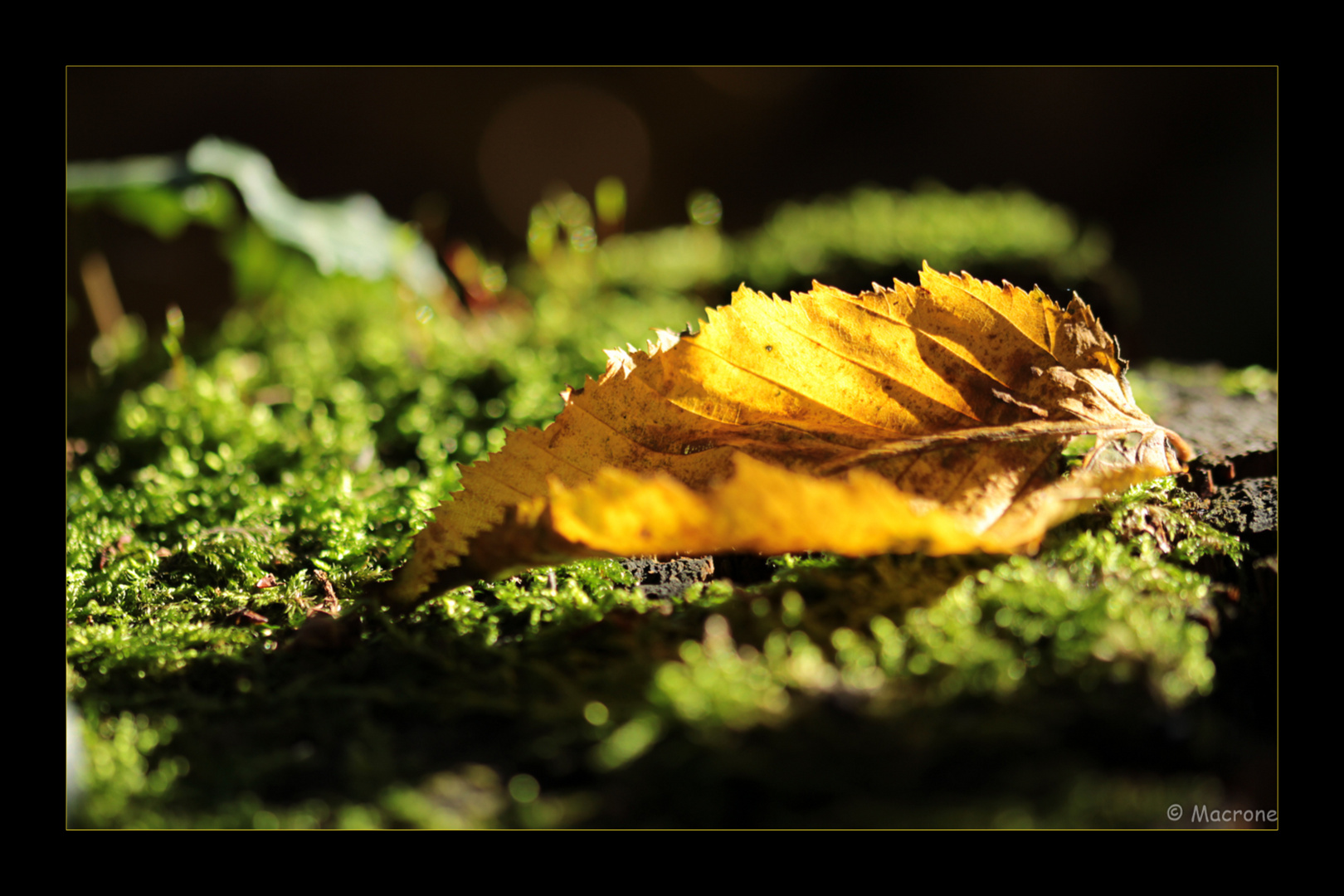 Das Goldene Blatt