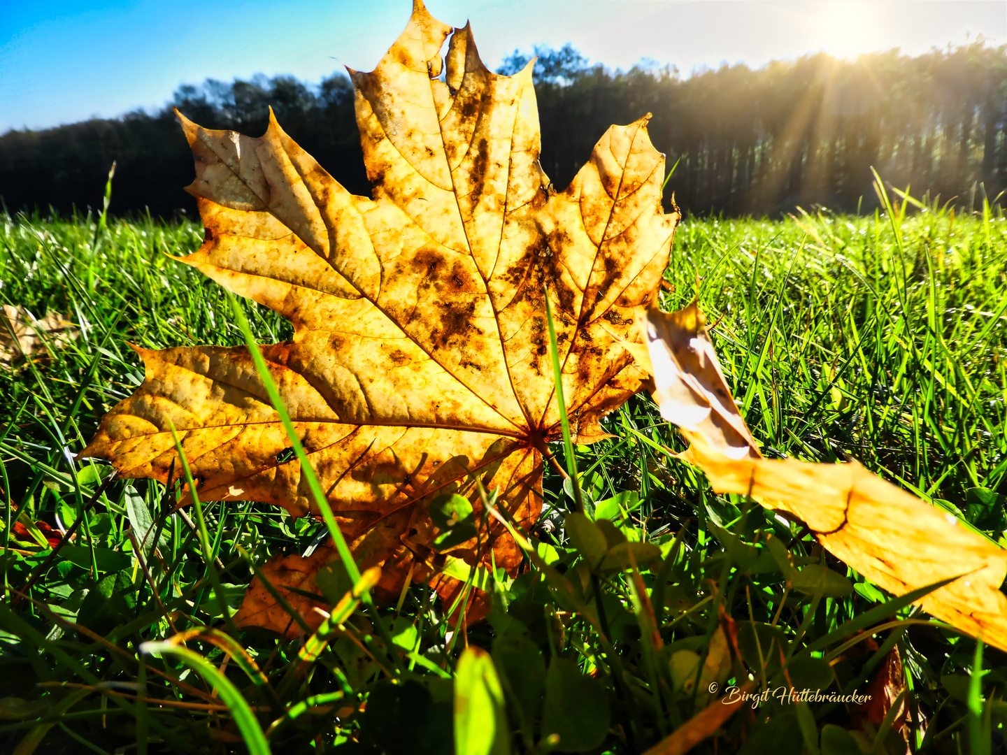 Das goldene Blatt