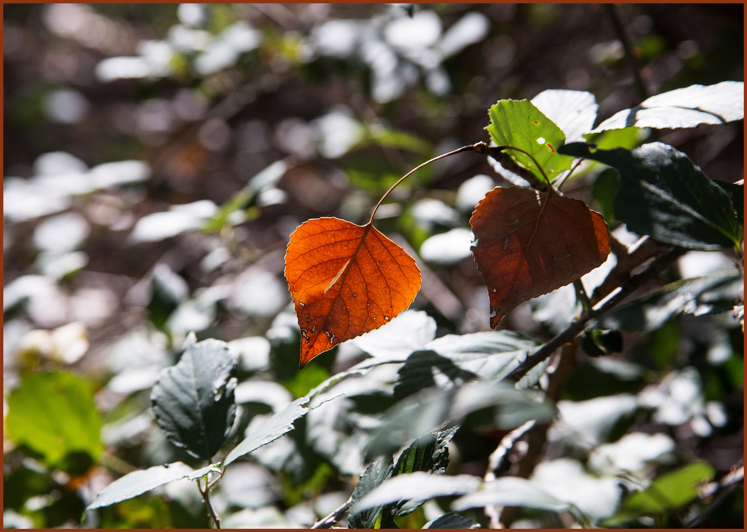 Das Goldene Blatt