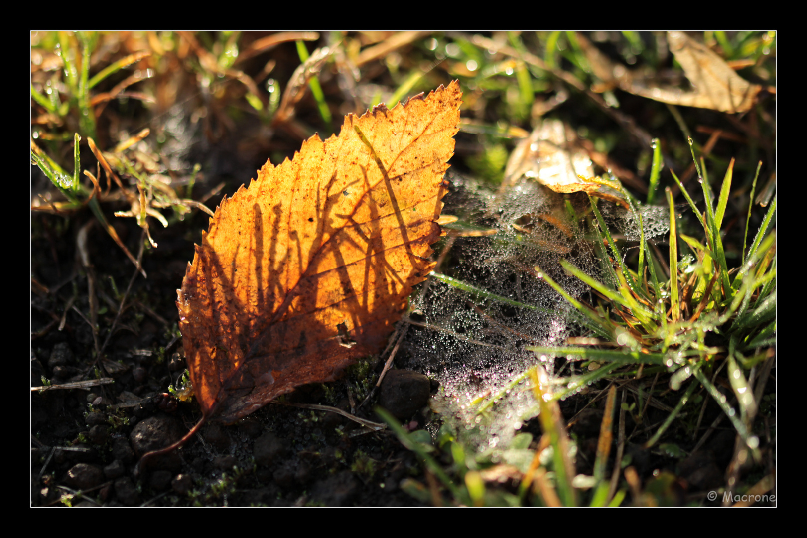 Das goldene Blatt