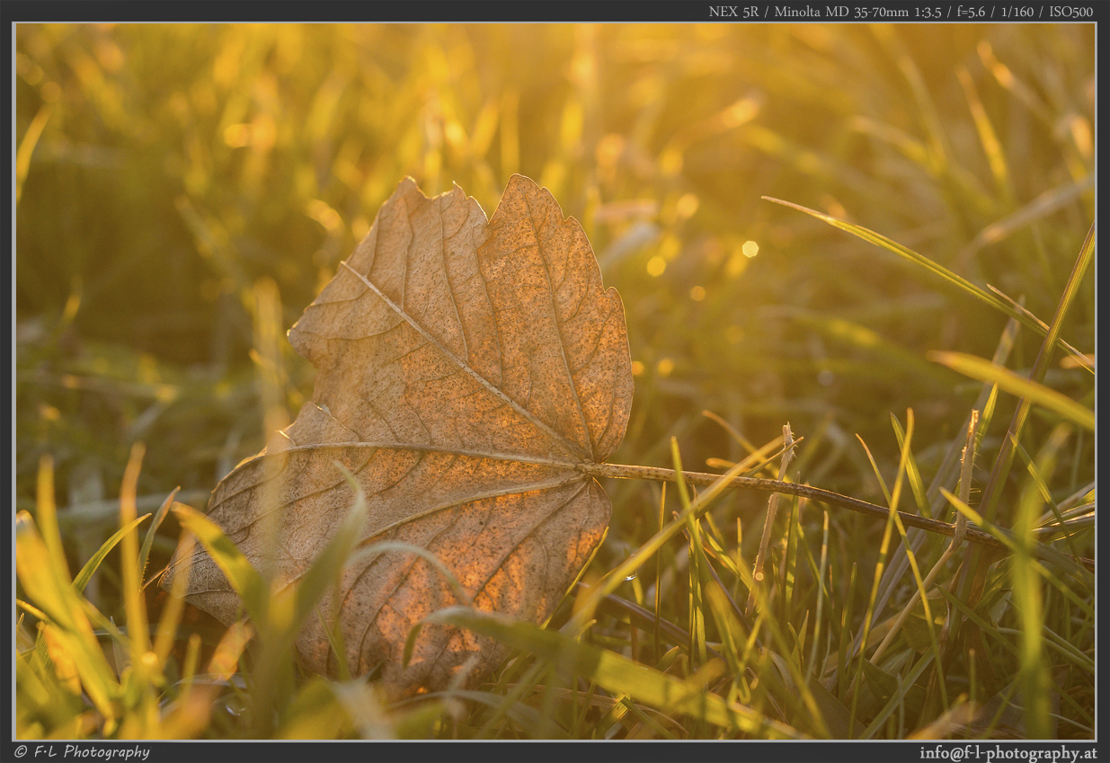 Das goldene Blatt