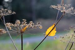 das goldene Blatt