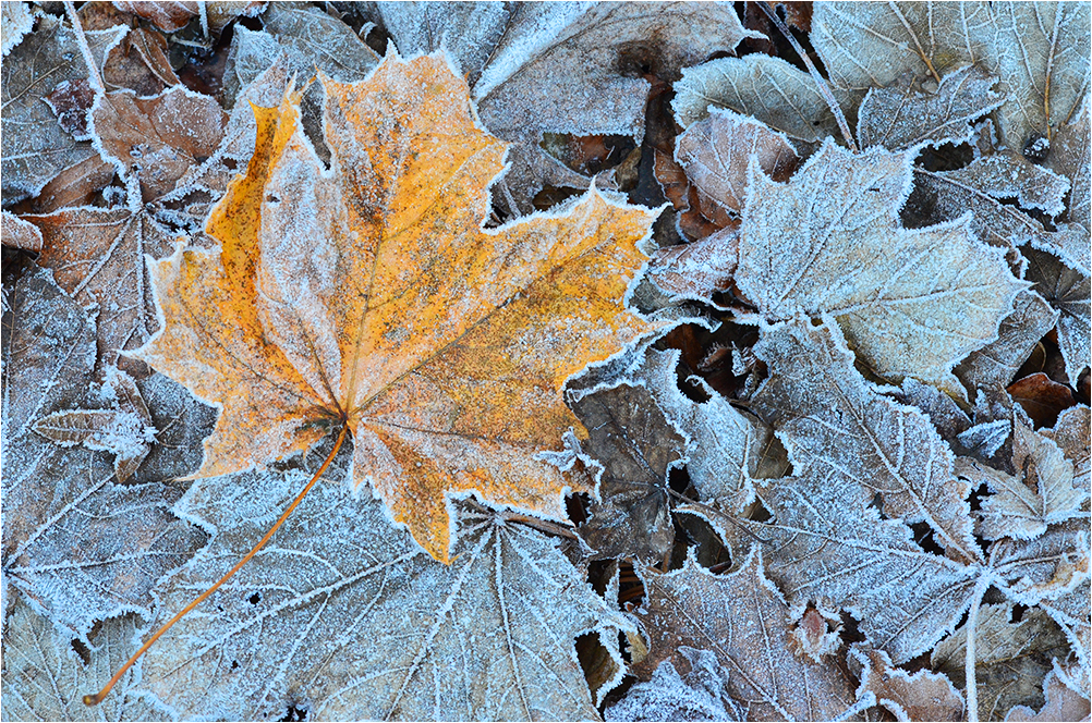 Das Goldene Blatt