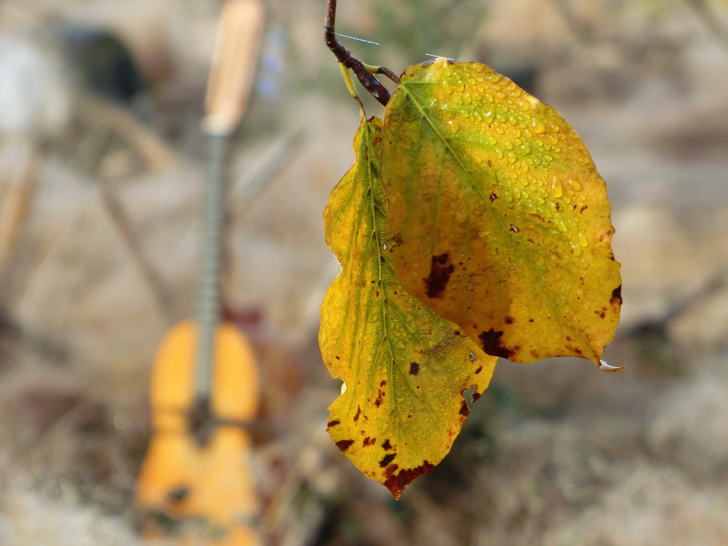 Das goldene "Blatt"