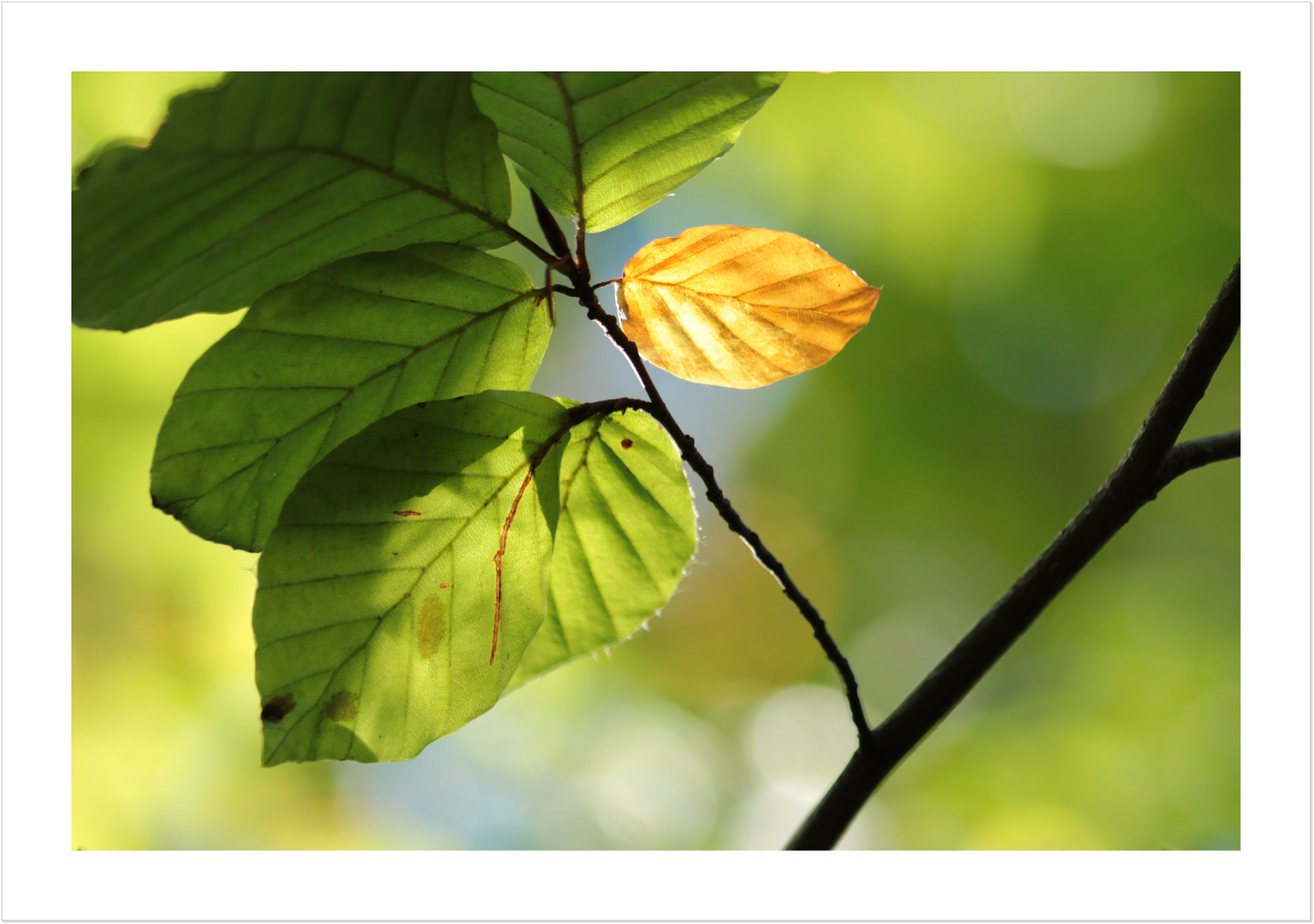 Das Goldene Blatt