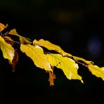 Das goldene Blatt - La feuille d’or