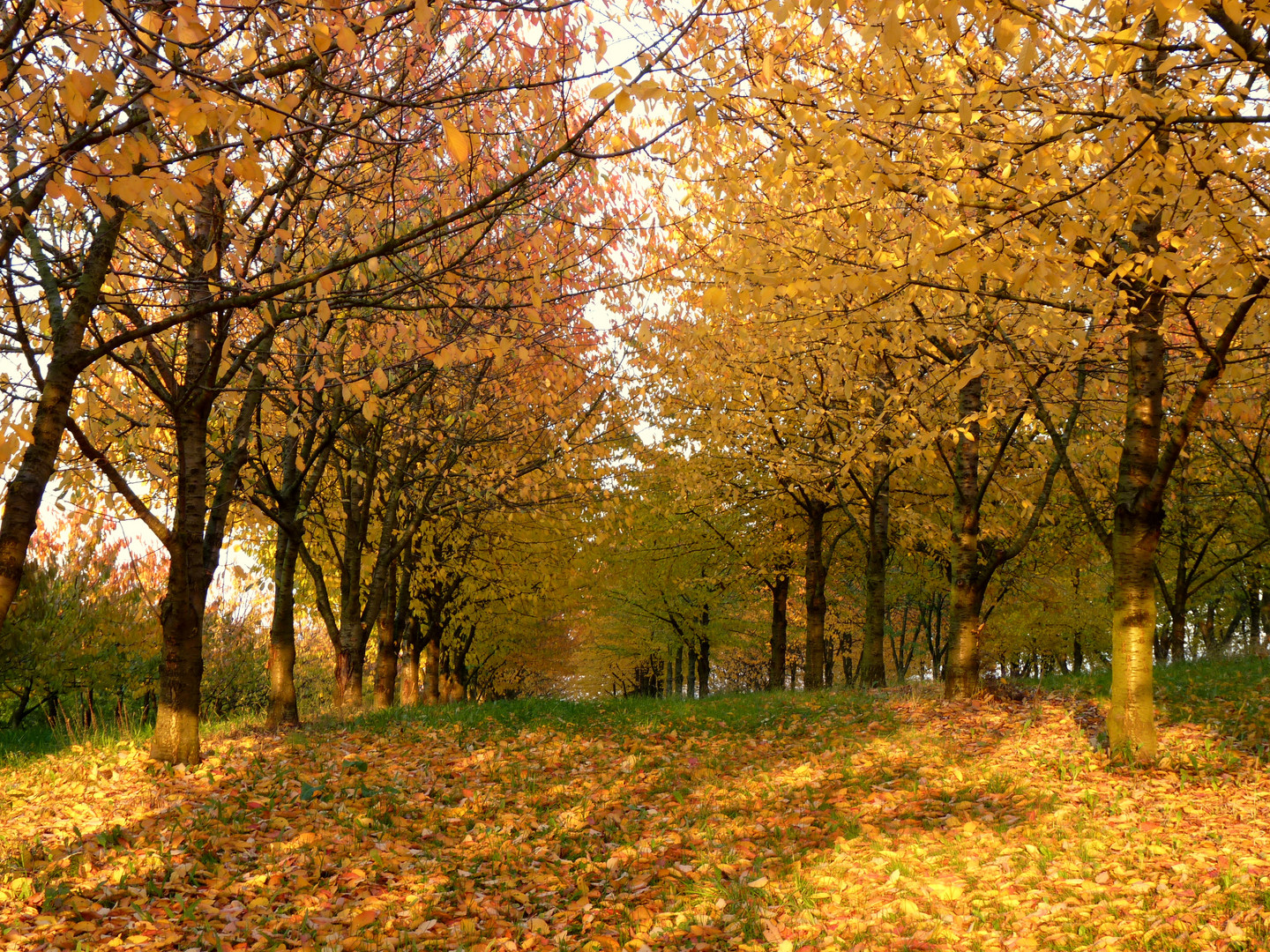 Das goldene Ende der Erntezeit