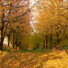 Das goldene Ende der Erntezeit