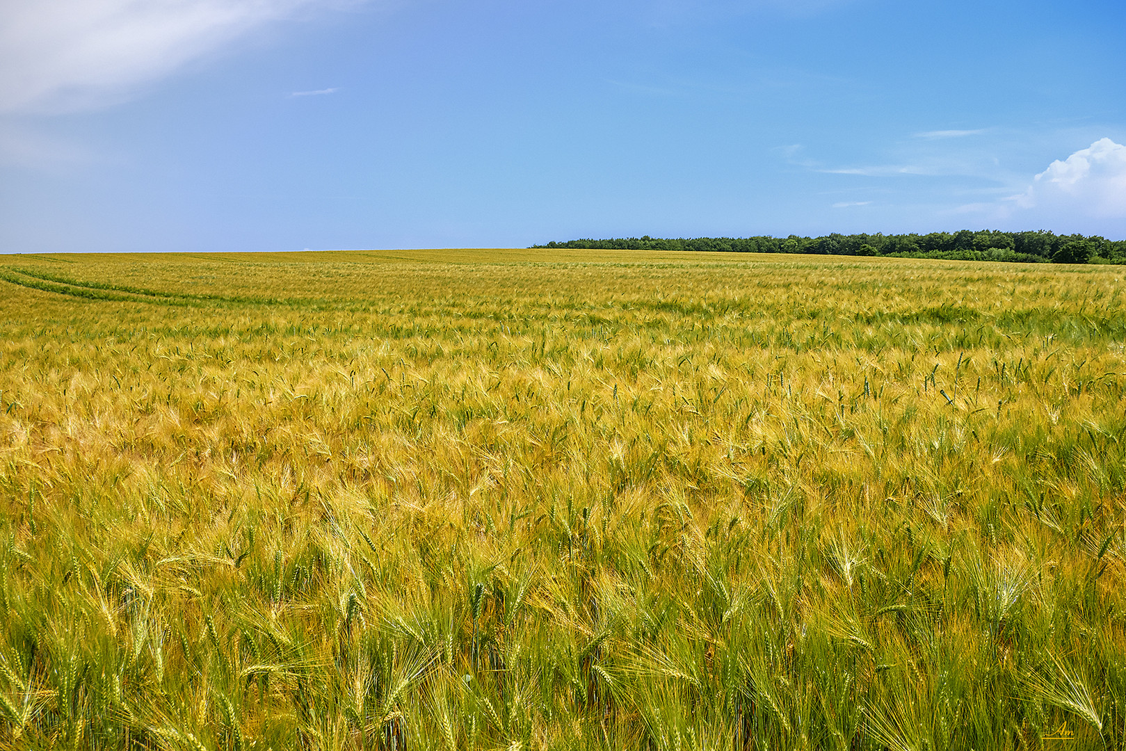 Das Goldene Feld