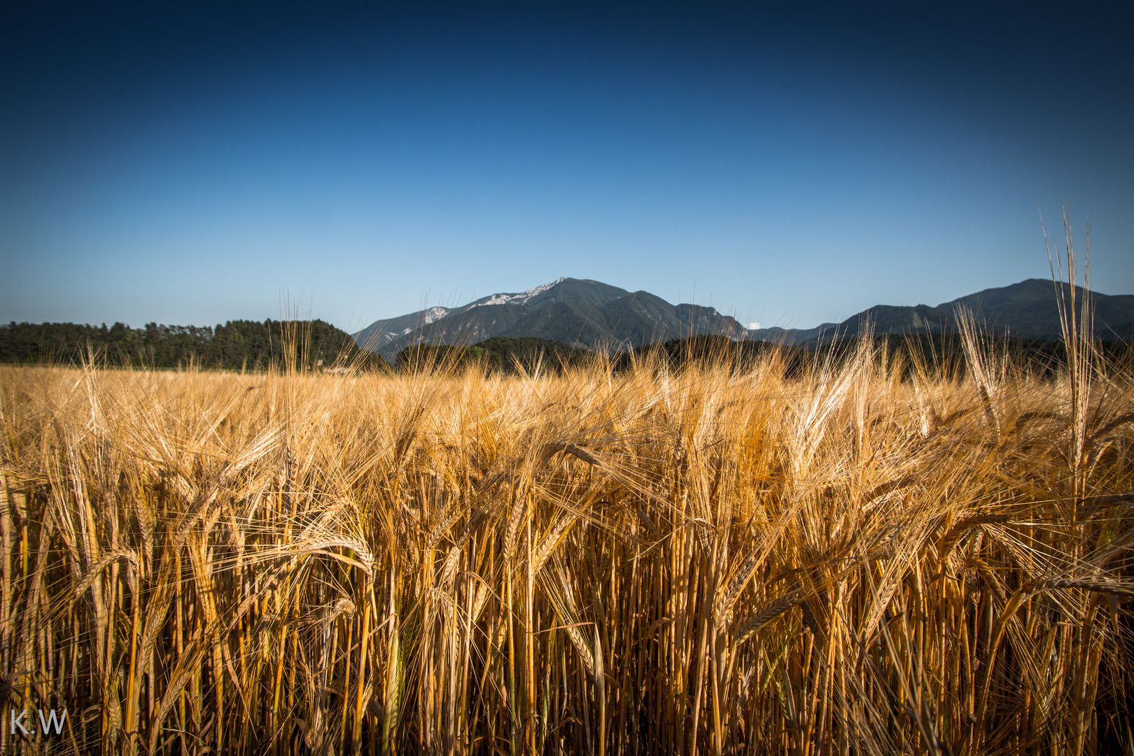 Das Goldene Feld