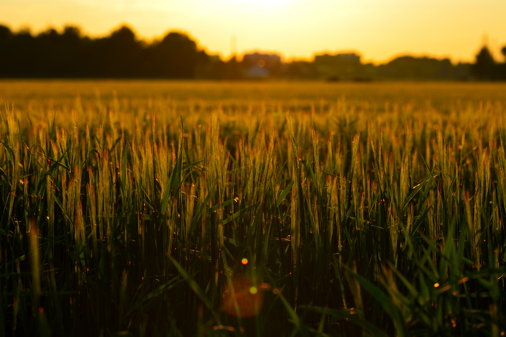 Das goldene Feld