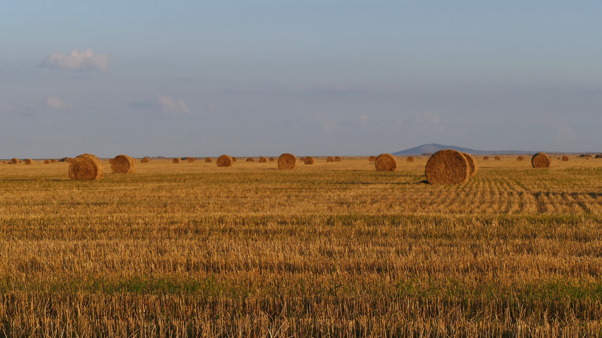 das goldene Feld