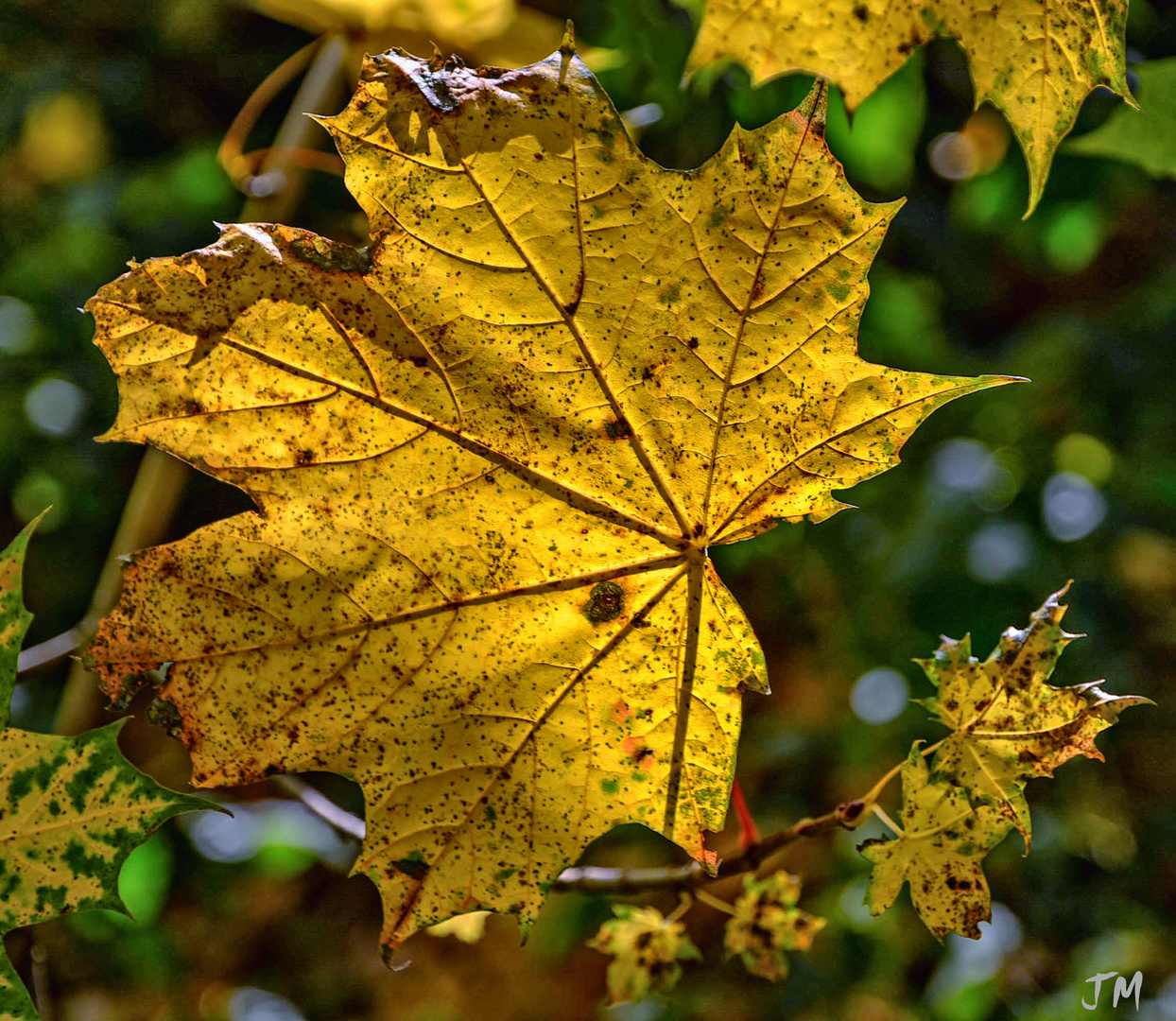 Das goldene Herbstblatt