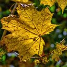 Das goldene Herbstblatt