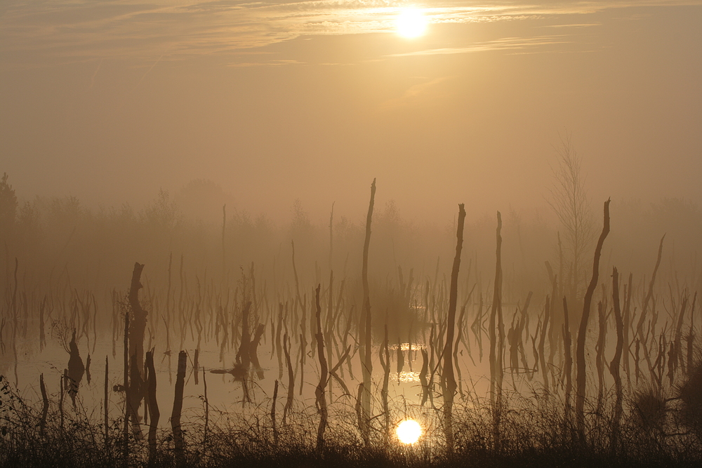 Das goldene Nebelmoor