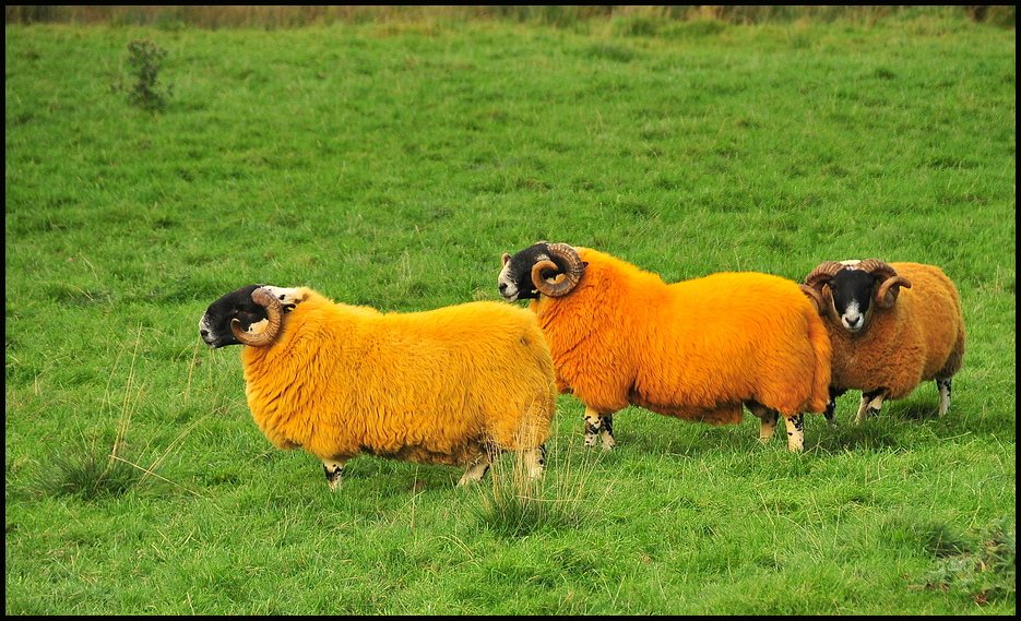 Das goldene Vlies Foto & Bild europe, united kingdom & ireland