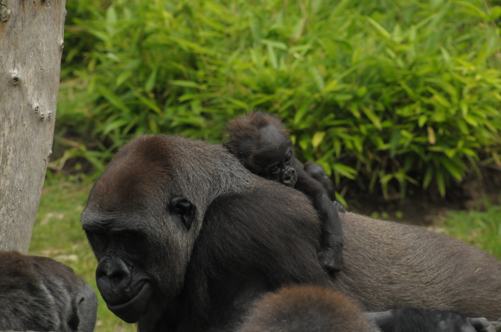 das gorilla-baby im zoo muenster