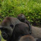 das gorilla-baby im zoo muenster