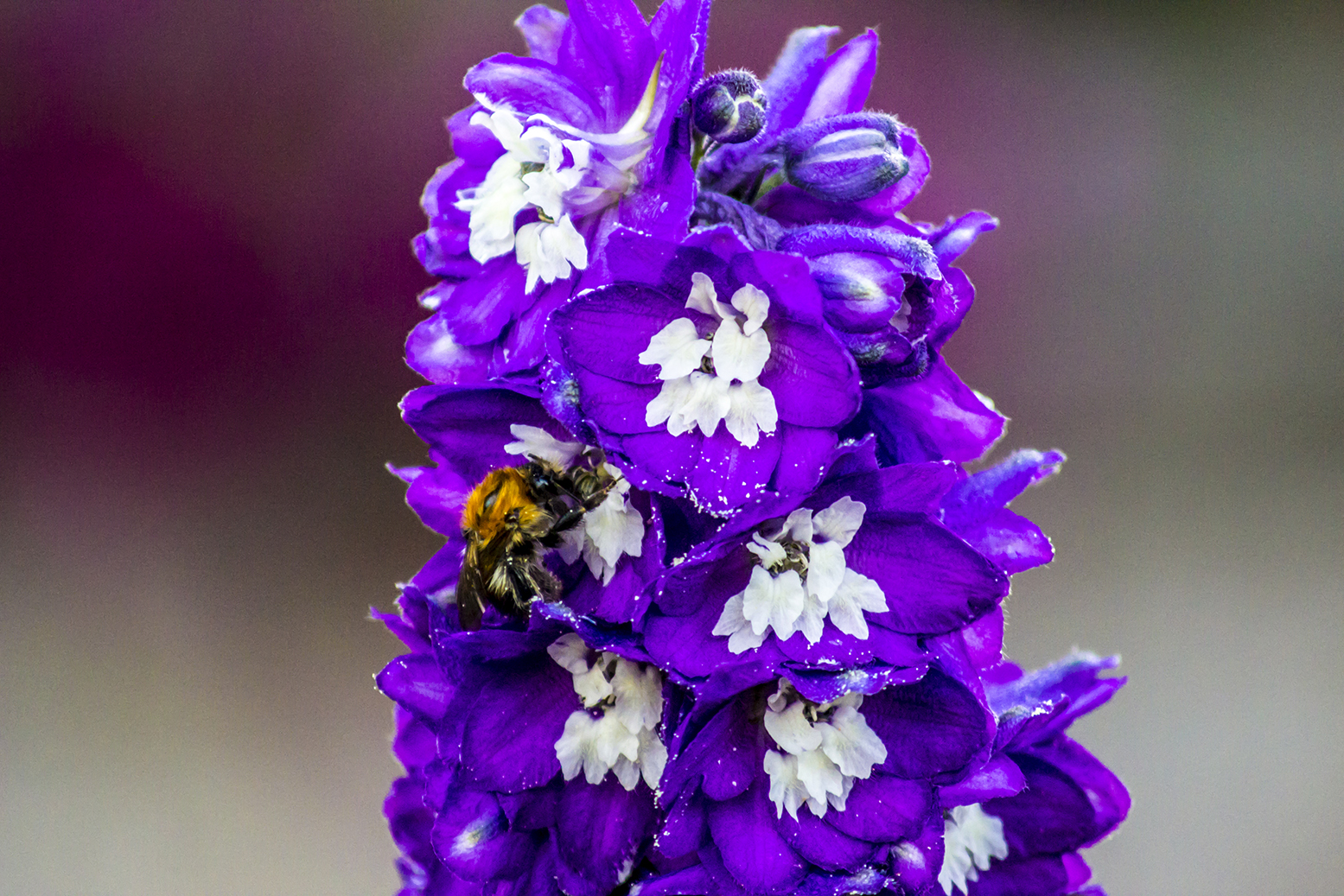 Das Grab einer Hummel